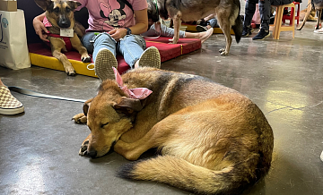 В Москве 45 собак обрели семью на выставке-пристройство "Домой!"2022